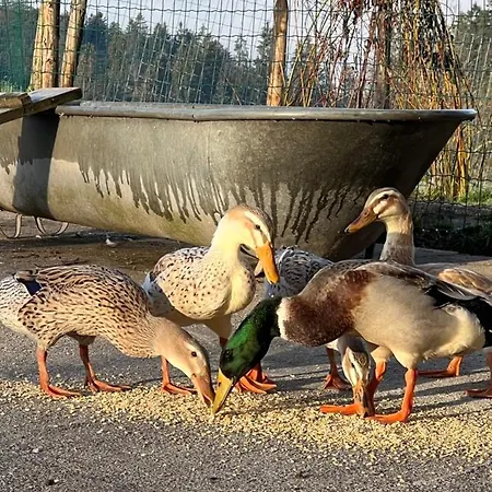 Nahturhof - Urlaub Am Bauernhof Natuerlich Erleben * Krumbach (Vorarlberg)